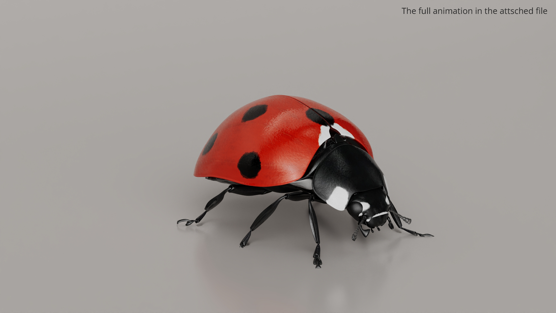 Flying Ladybug Animated Rigged For Maya Model - TurboSquid 2509360
