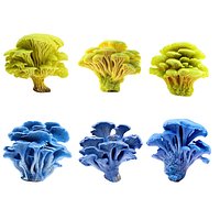 Pandora Mushroom Pack