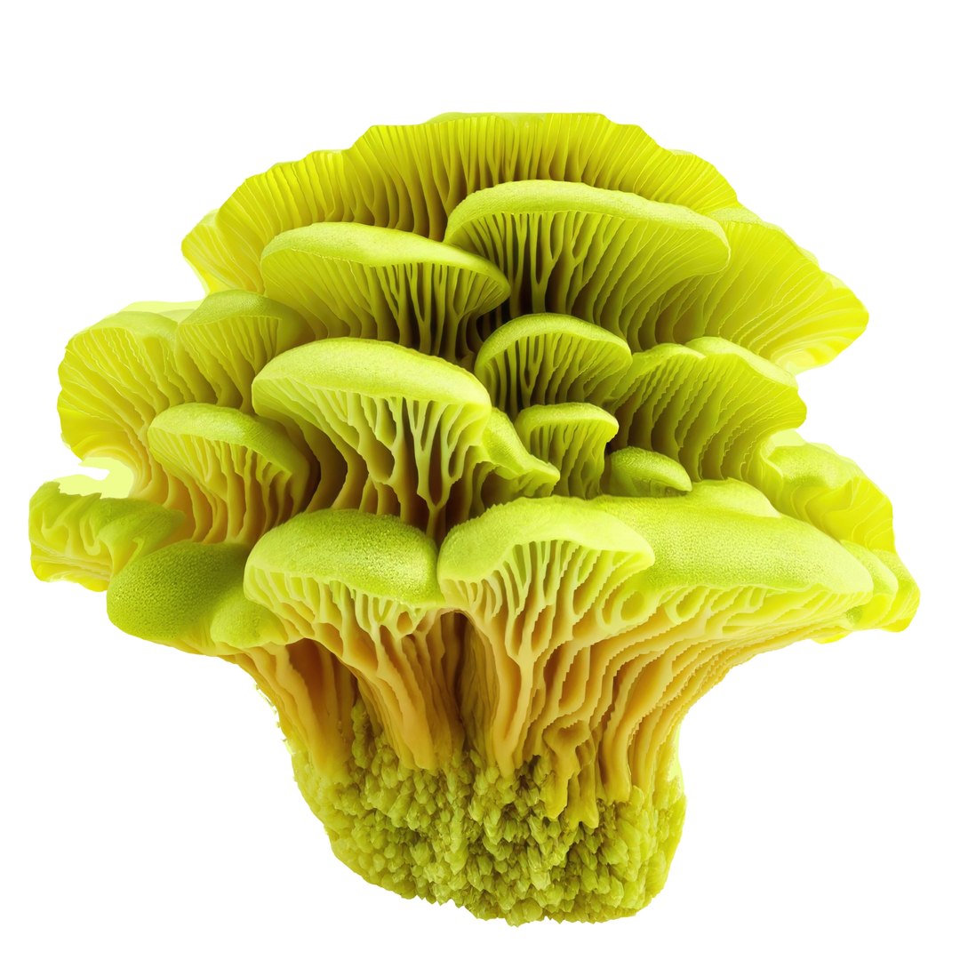 3D Pandora Mushroom Pack https://p.turbosquid.com/ts-thumb/vR/ZLKo2p/oj/556456/jpg/1703011257/1920x1080/fit_q87/2844797cec8a6803f5bb65a773df01795461e401/556456.jpg