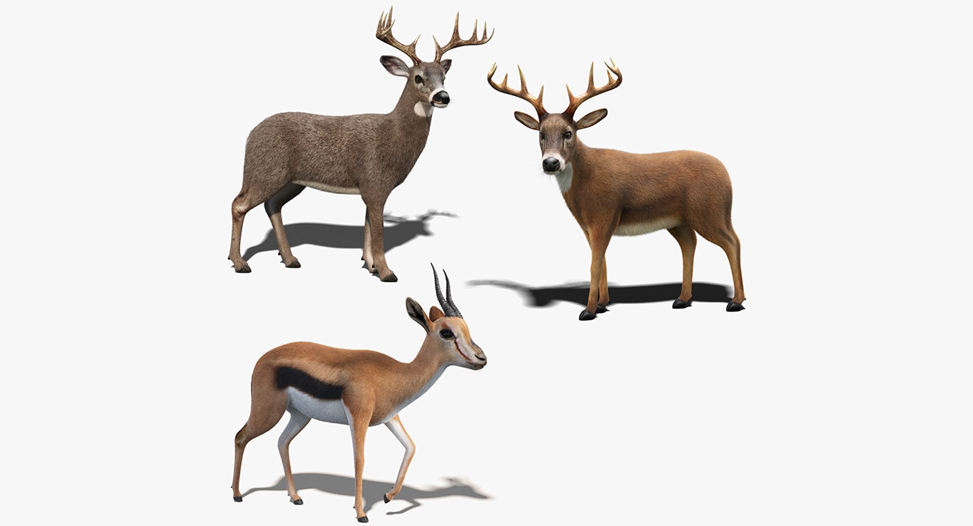 deer fur rigged 3D https://p.turbosquid.com/ts-thumb/vR/iuYaDs/10m28IAI/2context/png/1530849797/1920x1080/fit_q87/fb1c28586deee5e34406af3e6d30d58c59b4f441/2context.jpg