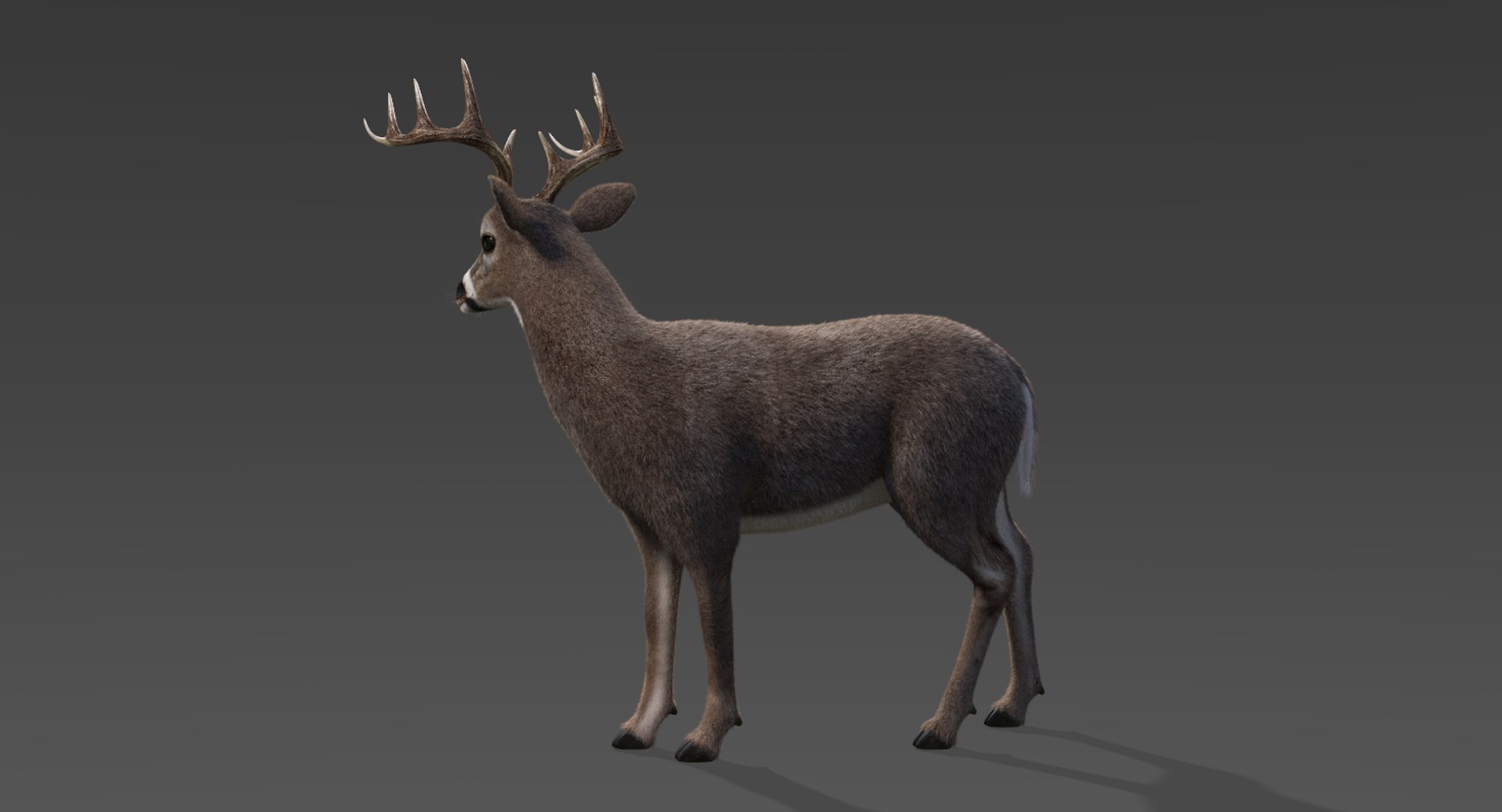 deer fur rigged 3D https://p.turbosquid.com/ts-thumb/vR/iuYaDs/886KVzXD/deer5/png/1530849851/1920x1080/fit_q87/fd235a8966d535e8073acba73a3e29eb67ff6782/deer5.jpg