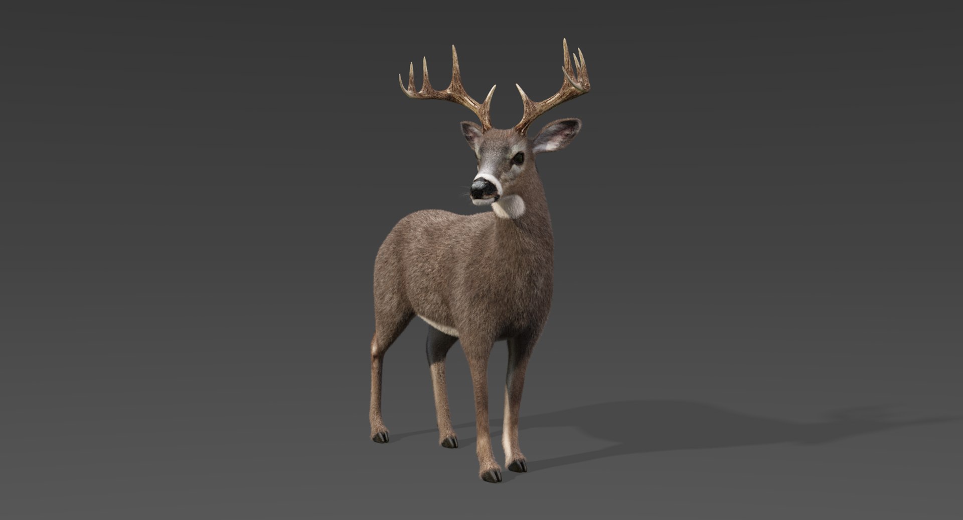 deer fur rigged 3D https://p.turbosquid.com/ts-thumb/vR/iuYaDs/8QyWcgU2/deer4/png/1530849844/1920x1080/fit_q87/e4b8bb291c2ebc1847f4ccba33667cc47e0300c0/deer4.jpg