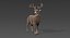 deer fur rigged 3D