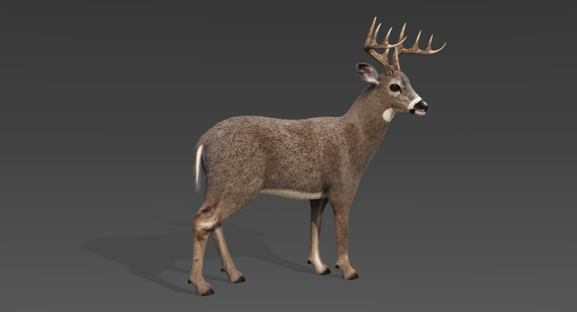 deer fur rigged 3D https://p.turbosquid.com/ts-thumb/vR/iuYaDs/NTGDnmju/deer3/png/1530849839/1920x1080/fit_q87/eb5ee32afd6c942306f0afe4a4c3a4d3deca364a/deer3.jpg