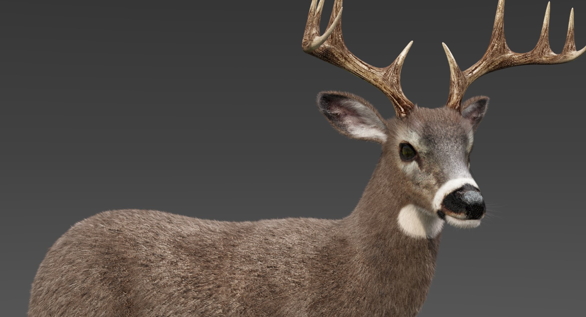 deer fur rigged 3D https://p.turbosquid.com/ts-thumb/vR/iuYaDs/TcvoxtJW/deer2/png/1530849831/1920x1080/fit_q87/6853269e680f4dd87045e7685ac723a9487097e6/deer2.jpg