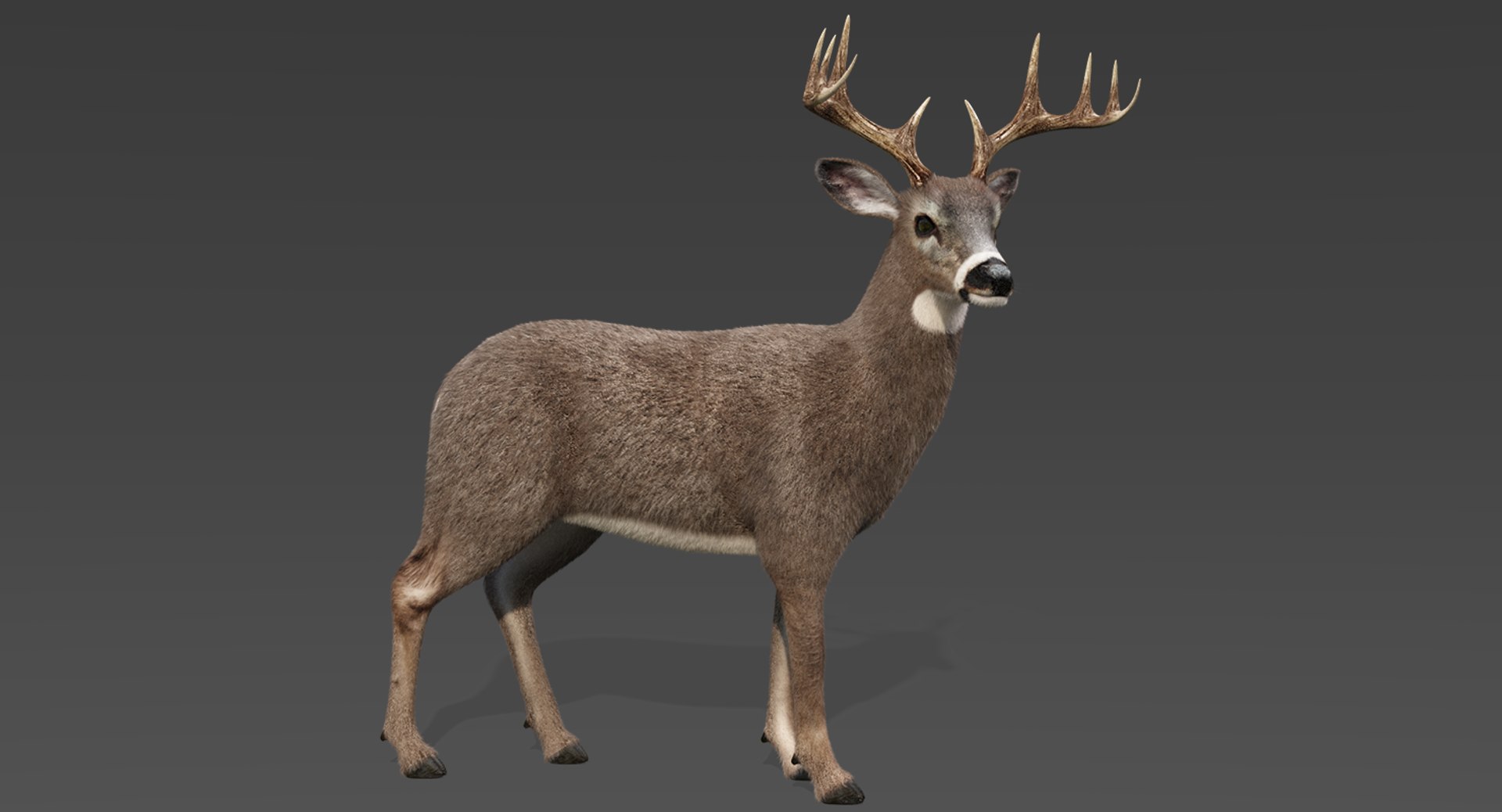 deer fur rigged 3D https://p.turbosquid.com/ts-thumb/vR/iuYaDs/Y9hOwTtv/deer1/png/1530849814/1920x1080/fit_q87/fbb30dd0a333326b2a32945e537180ad804737fc/deer1.jpg