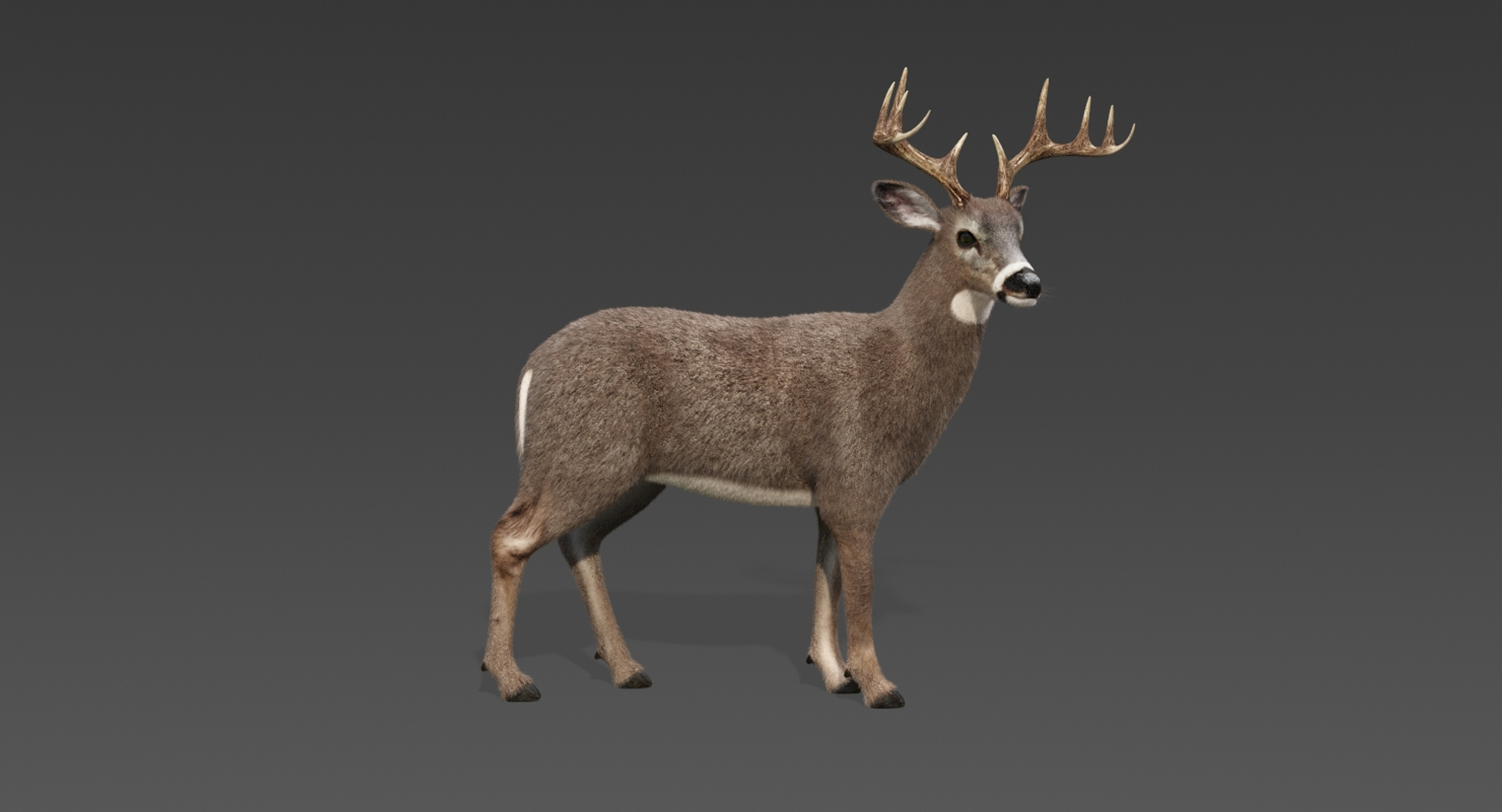 deer fur rigged 3D https://p.turbosquid.com/ts-thumb/vR/iuYaDs/am4tcuTE/deer/jpg/1530850374/1920x1080/turn_fit_q99/c45a05697063df6280ab89d0f2f2f2550ddc7bac/deer-1.jpg