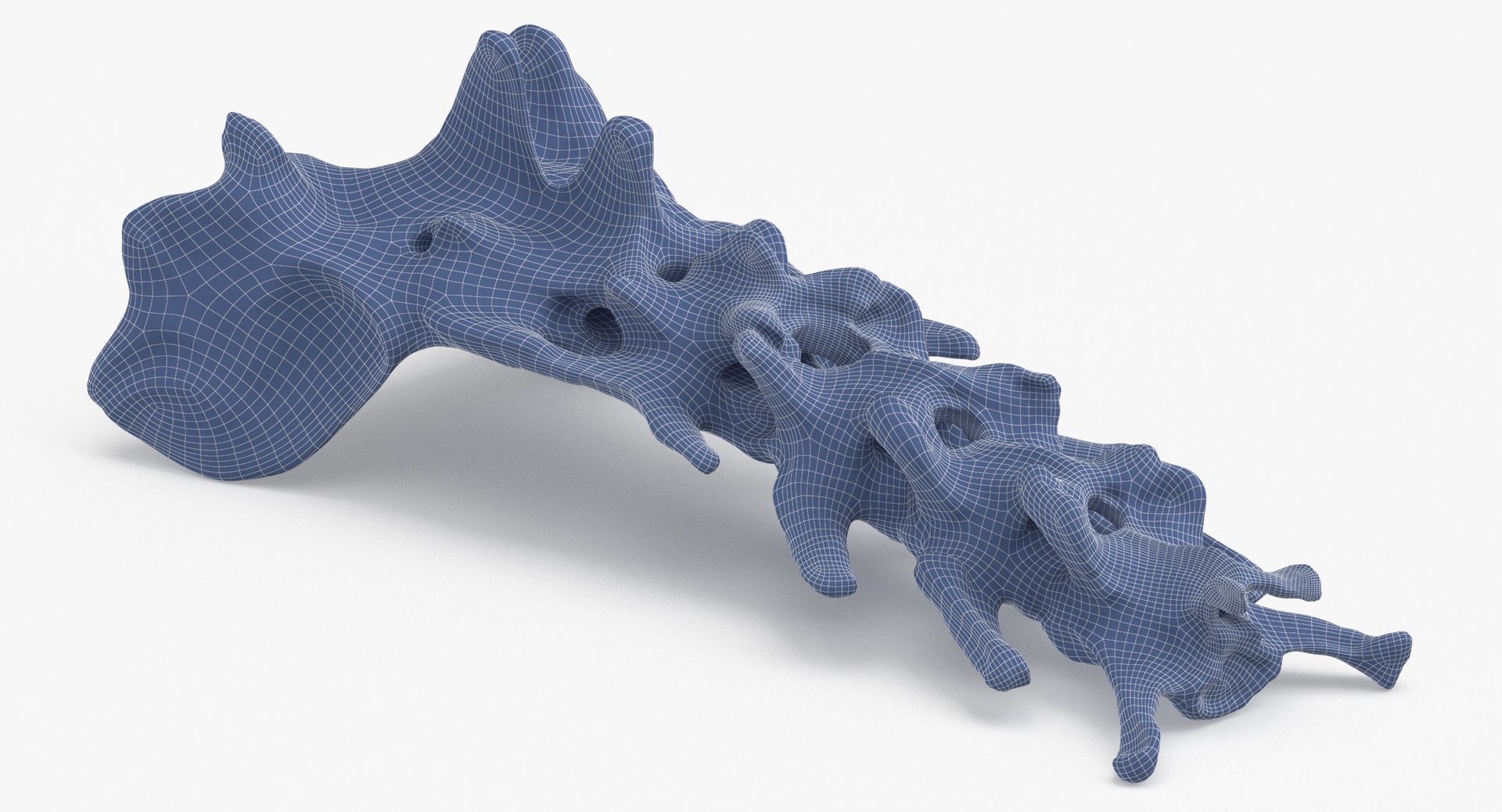3D Domestic Cat Sacrum and First Three Caudal Vertebrae Bones 01 model https://p.turbosquid.com/ts-thumb/vR/lLNaCX/0u/domestic_cat_sacrum_and_first_three_caudal_vertebrae_bones_01_wireframe_0006/jpg/1693490658/1920x1080/fit_q87/ca6ddd3a163bba065c1127675821e2954a67c2ec/domestic_cat_sacrum_and_first_three_caudal_vertebrae_bones_01_wireframe_0006.jpg