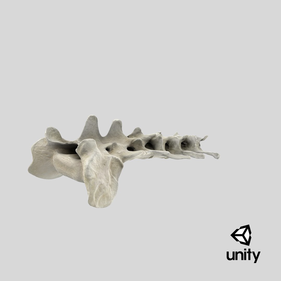 3D Domestic Cat Sacrum and First Three Caudal Vertebrae Bones 01 model https://p.turbosquid.com/ts-thumb/vR/lLNaCX/Uj/stemcell_unity_render/png/1696502313/1920x1080/fit_q87/8da73b1544f5b8fc164820f487c18c8e8aaf02c6/stemcell_unity_render.jpg