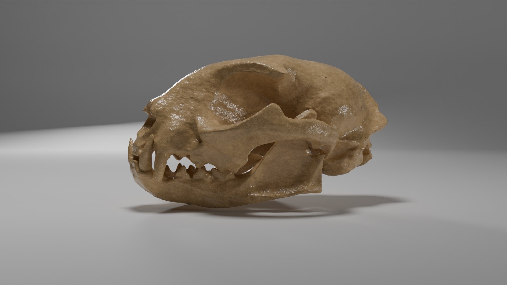skull cat 3D https://p.turbosquid.com/ts-thumb/vR/ogqD7k/6j/1/jpg/1723116548/1920x1080/fit_q87/629e548fef00e8a50f6d1f113af842b461bffcb1/1.jpg