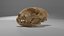 skull cat 3D