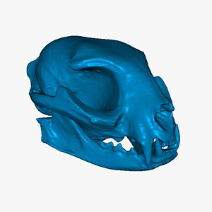 skull cat 3D