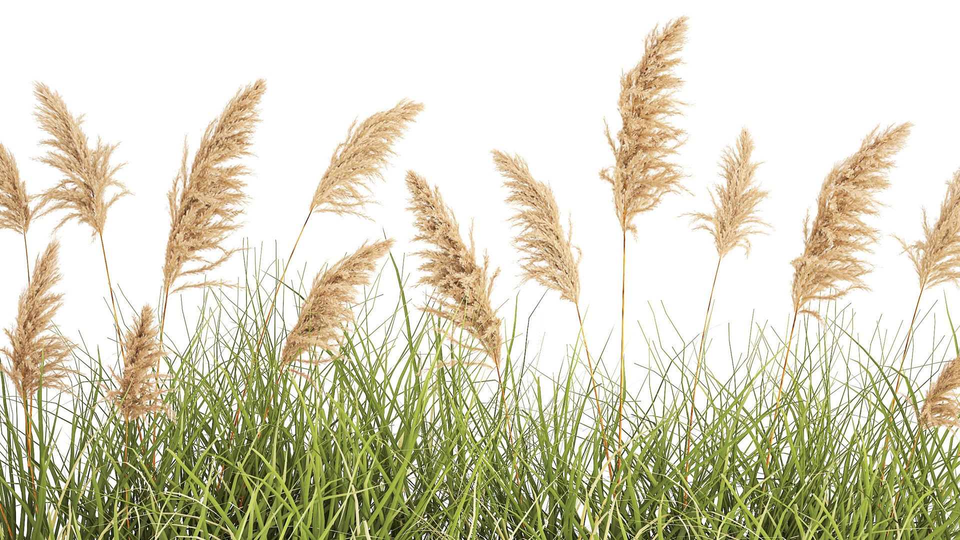 3D Juniper bushes and pampas grass for landscaping 1171 https://p.turbosquid.com/ts-thumb/vR/up6V94/FB/1plant0601202308/jpg/1673185725/1920x1080/fit_q87/b679e1b7538e8c367f72157ac738331156b050b3/1plant0601202308.jpg