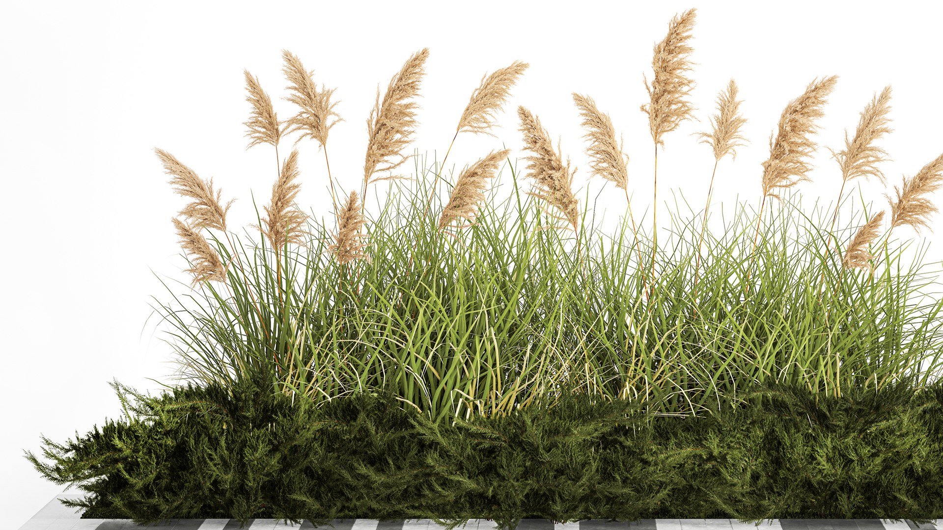 3D Juniper bushes and pampas grass for landscaping 1171 https://p.turbosquid.com/ts-thumb/vR/up6V94/TC/1plant0601202306/jpg/1673185722/1920x1080/fit_q87/3feb665339536754c5ee64252d0e55e6792f37b9/1plant0601202306.jpg