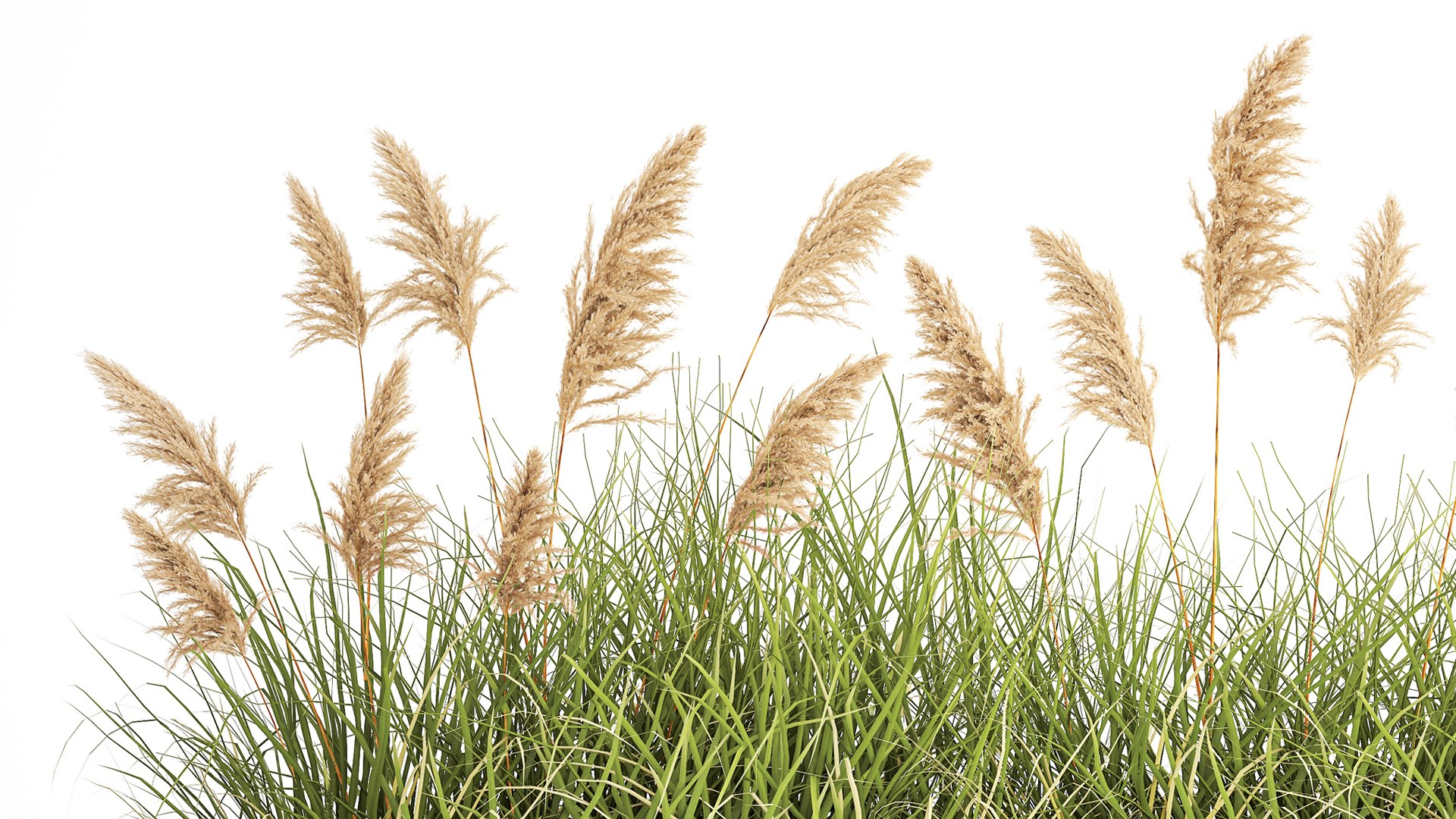 3D Juniper bushes and pampas grass for landscaping 1171 https://p.turbosquid.com/ts-thumb/vR/up6V94/hA/1plant0601202307/jpg/1673185725/1920x1080/fit_q87/a86ae0ff318e209a56bef2bb8711bec244b6493d/1plant0601202307.jpg