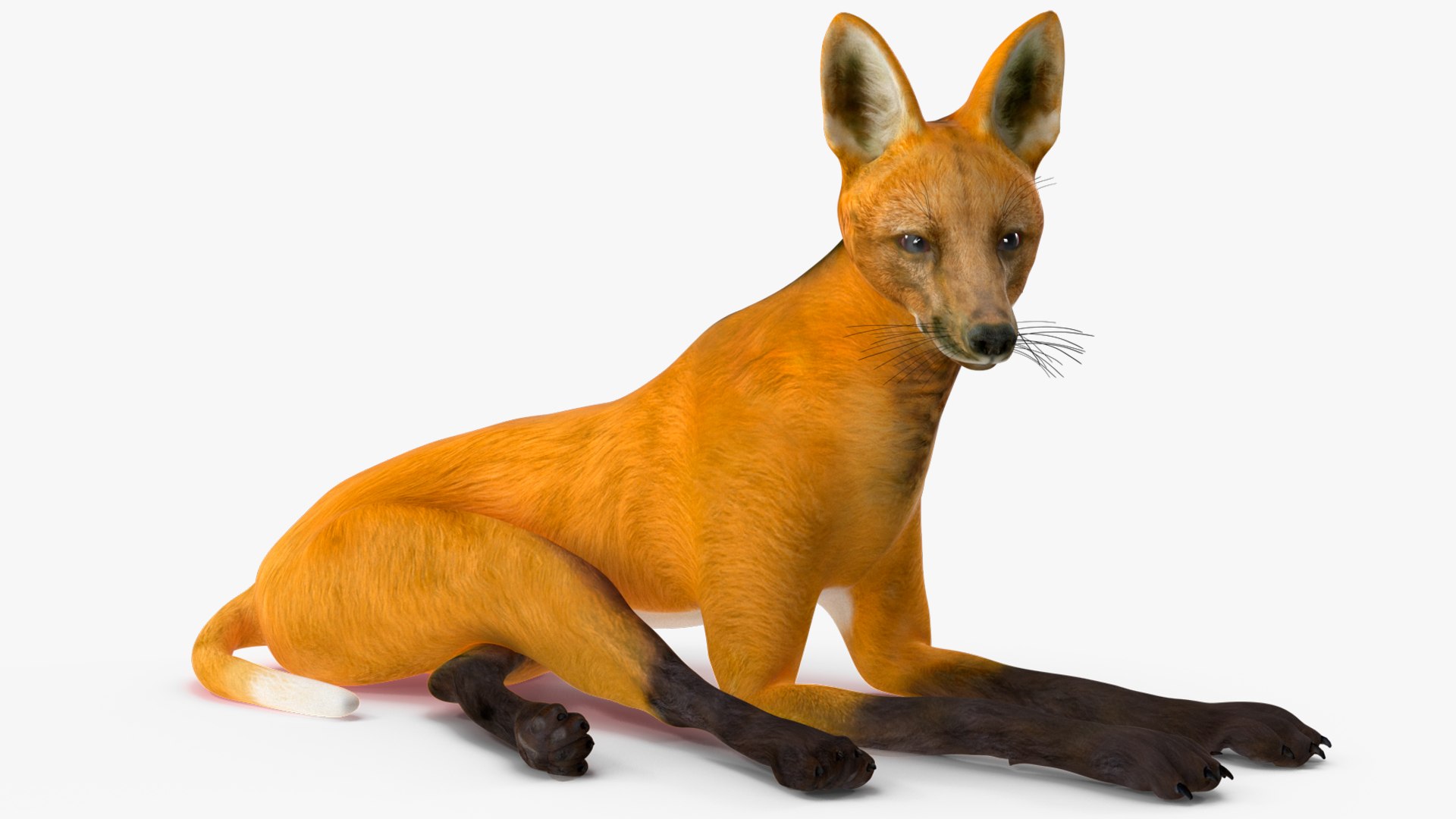 3D Chrysocyon Rigged for Maya https://p.turbosquid.com/ts-thumb/vS/2ejnOH/1F/chrysocyonriggedformayac4dmodel021/jpg/1714177441/1920x1080/fit_q87/5254c61310ed550d143106e97f5fc9a0fd6b629d/chrysocyonriggedformayac4dmodel021.jpg