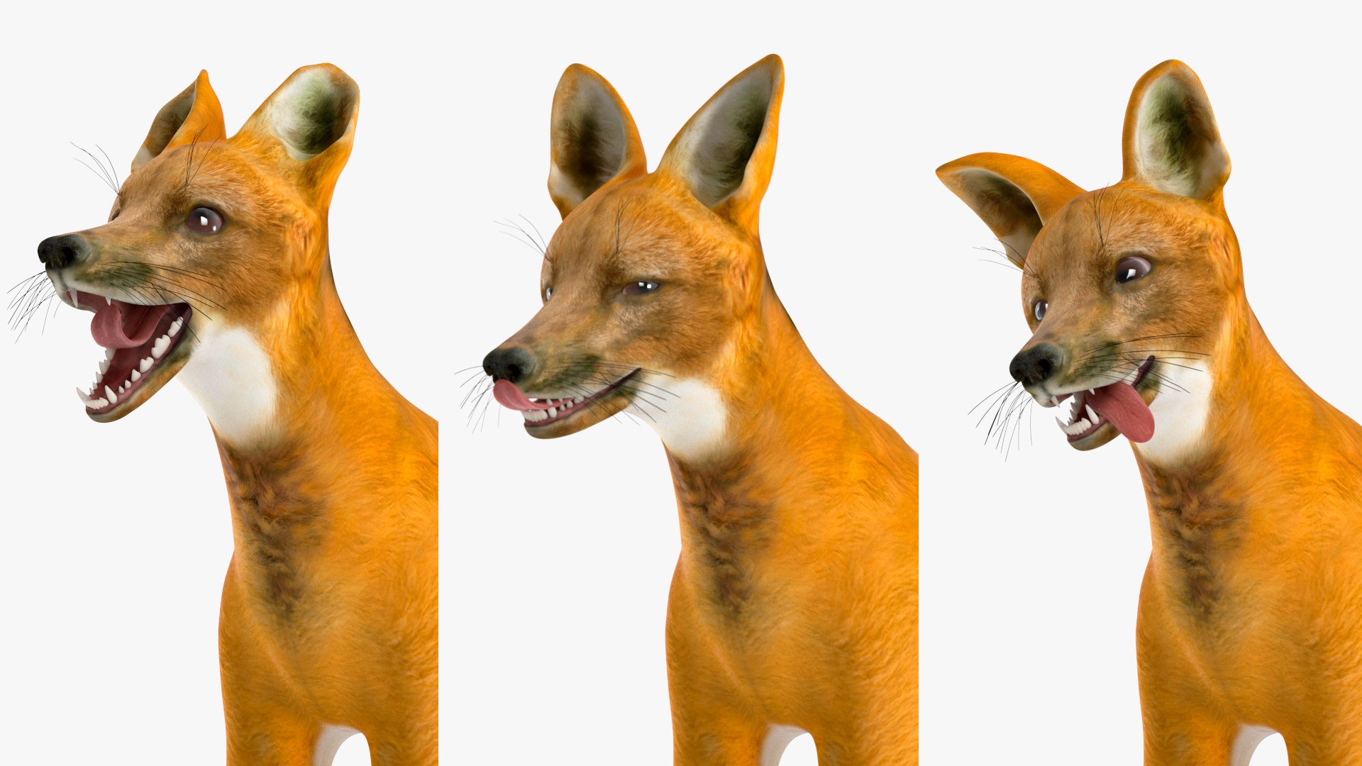 3D Chrysocyon Rigged for Maya https://p.turbosquid.com/ts-thumb/vS/2ejnOH/6Q/chrysocyonriggedformayac4dmodel034/jpg/1714177510/1920x1080/fit_q87/ee1eb05181e67fa69e6a9df470f1716016f2938b/chrysocyonriggedformayac4dmodel034.jpg