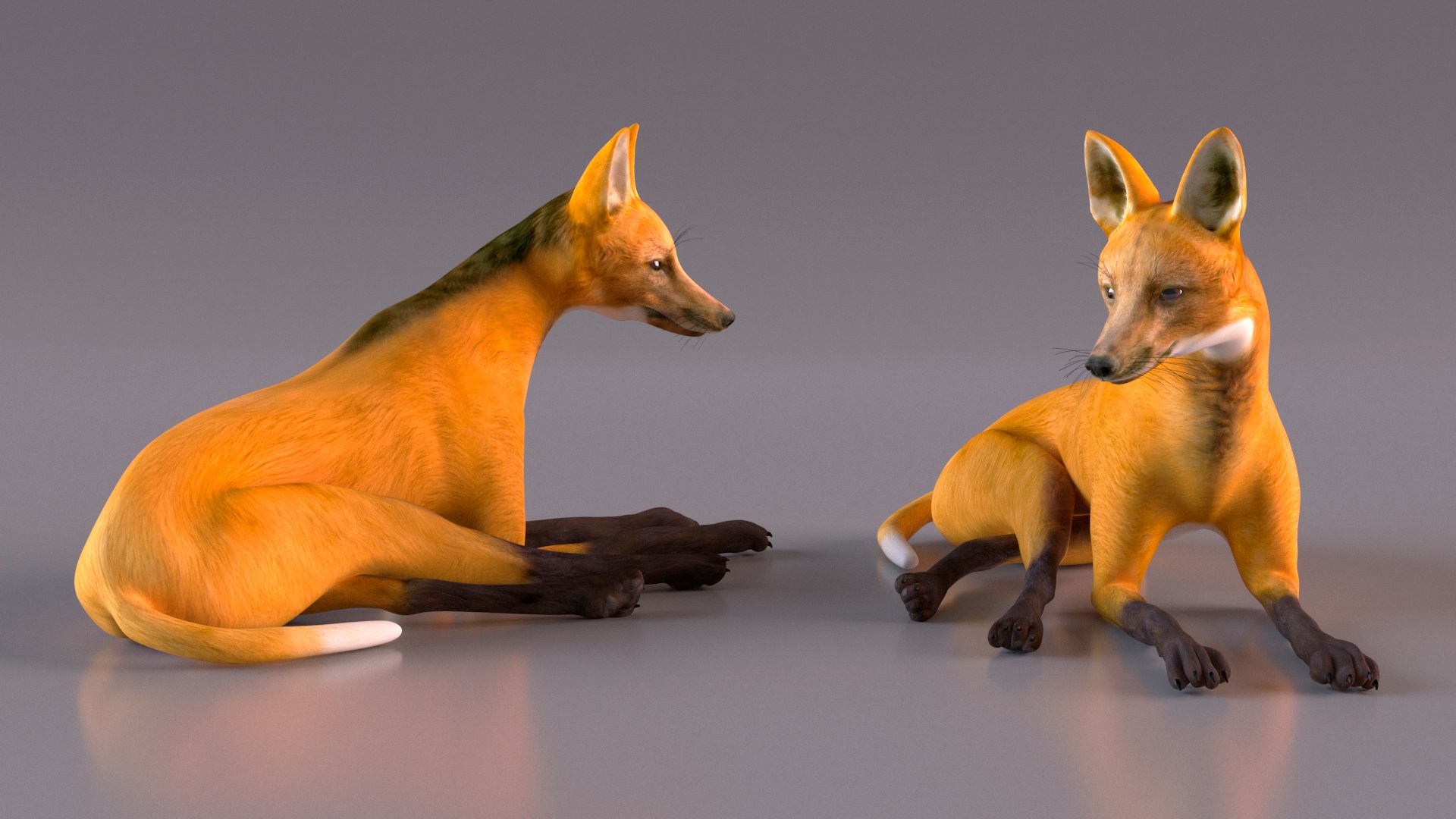 3D Chrysocyon Rigged for Maya https://p.turbosquid.com/ts-thumb/vS/2ejnOH/7w/chrysocyonriggedformayac4dmodel016/jpg/1714177414/1920x1080/fit_q87/d9a37256fb6bcef8b20a30a5c5c00b24de3b87a9/chrysocyonriggedformayac4dmodel016.jpg