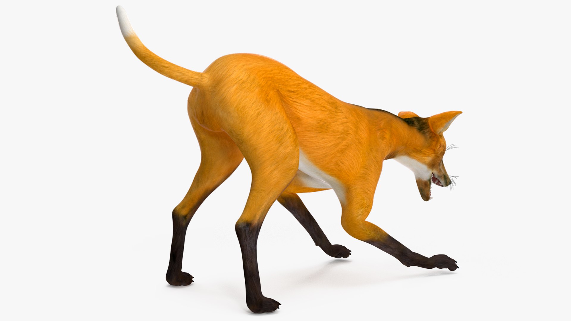 3D Chrysocyon Rigged for Maya https://p.turbosquid.com/ts-thumb/vS/2ejnOH/AA/chrysocyonriggedformayac4dmodel024/jpg/1714177455/1920x1080/fit_q87/d1efb3fd37b49988a8b7c7629a5a2f2452819ee3/chrysocyonriggedformayac4dmodel024.jpg