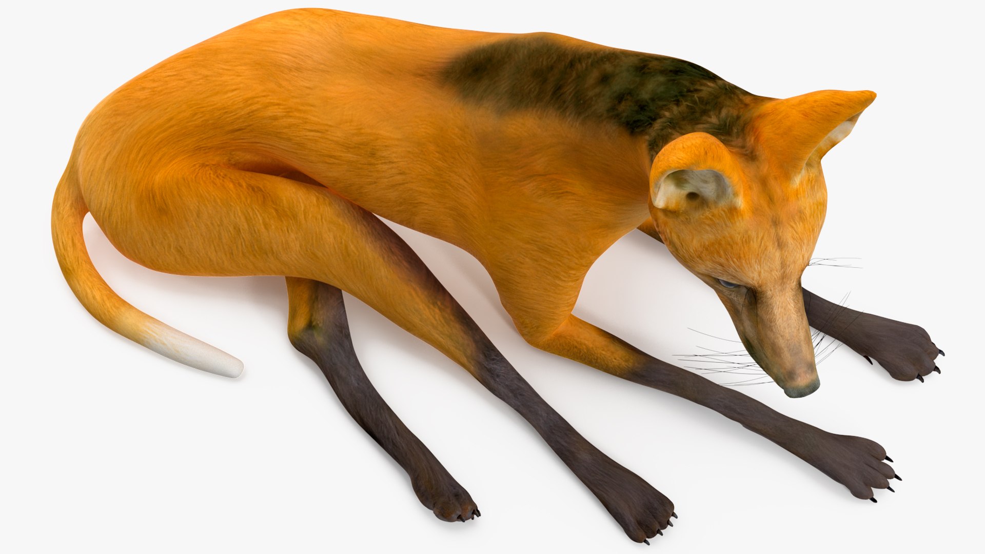 3D Chrysocyon Rigged for Maya https://p.turbosquid.com/ts-thumb/vS/2ejnOH/CB/chrysocyonriggedformayac4dmodel027/jpg/1714177472/1920x1080/fit_q87/6454b51038245b177323e12c69832588bafaff65/chrysocyonriggedformayac4dmodel027.jpg