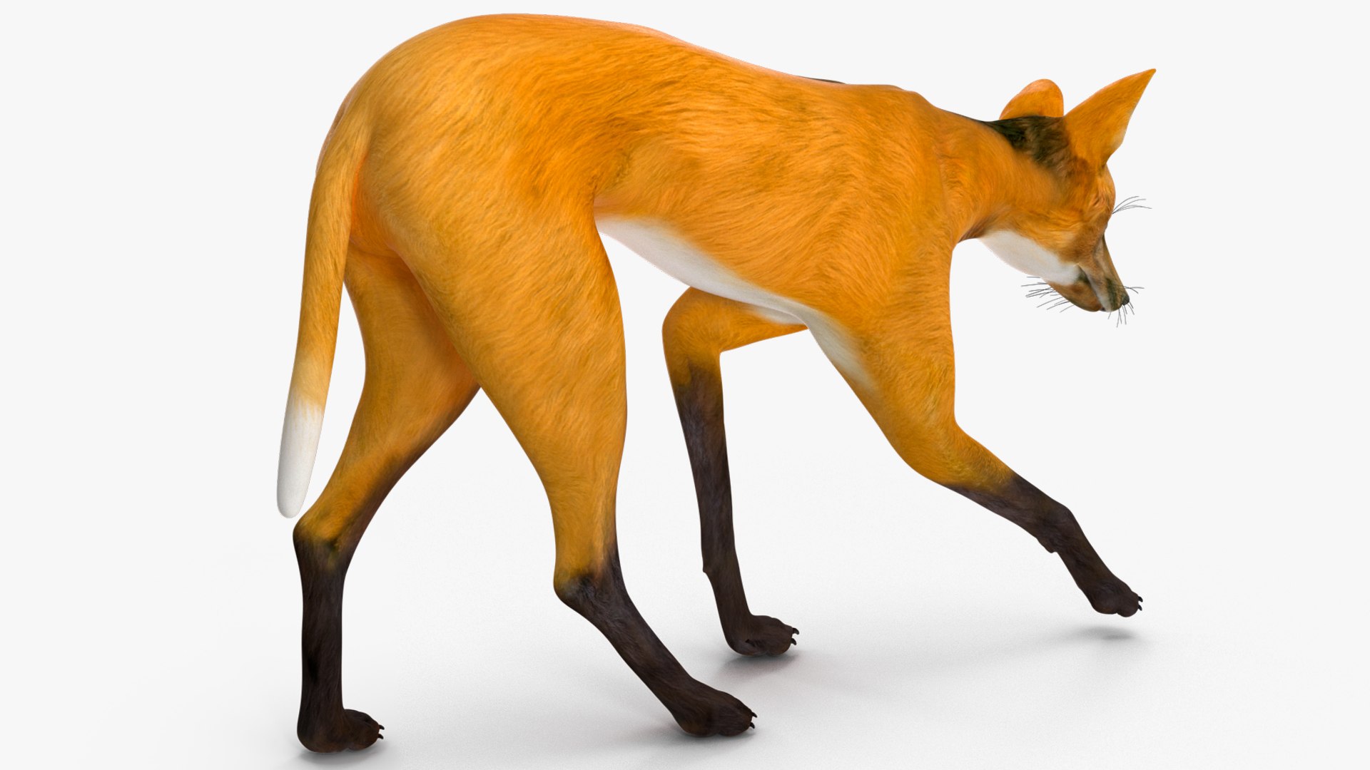 3D Chrysocyon Rigged for Maya https://p.turbosquid.com/ts-thumb/vS/2ejnOH/Dl/chrysocyonriggedformayac4dmodel023/jpg/1714177450/1920x1080/fit_q87/ad37cee662d70eea2a42c8394747851ab094effd/chrysocyonriggedformayac4dmodel023.jpg