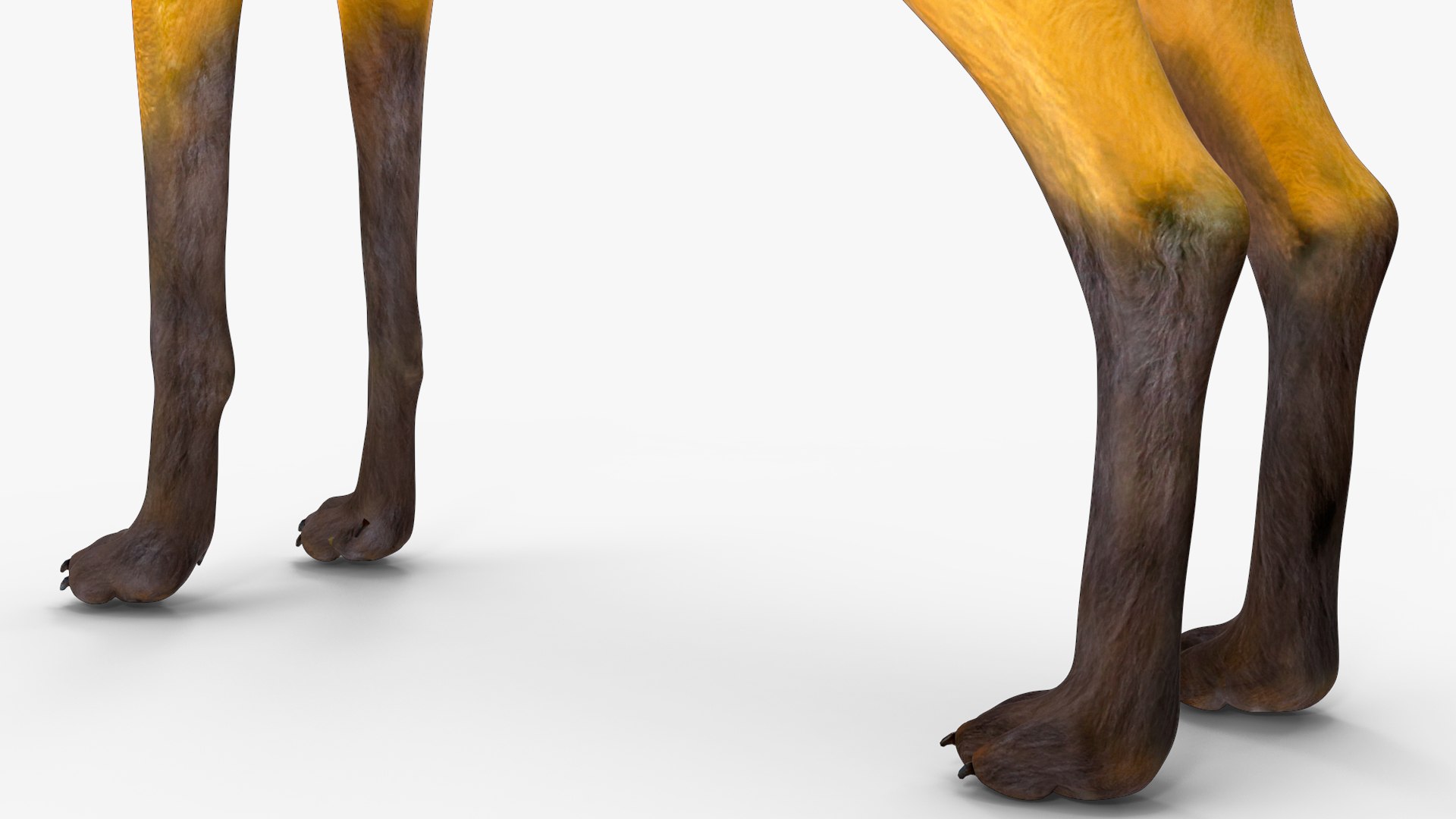 3D Chrysocyon Rigged for Maya https://p.turbosquid.com/ts-thumb/vS/2ejnOH/Ff/chrysocyonriggedformayac4dmodel036/jpg/1714177520/1920x1080/fit_q87/5b0e0206db7193604d8b43b9b9abcc4675f7dc09/chrysocyonriggedformayac4dmodel036.jpg