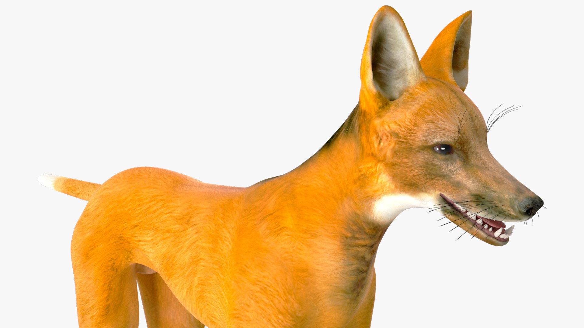 3D Chrysocyon Rigged for Maya https://p.turbosquid.com/ts-thumb/vS/2ejnOH/Ga/chrysocyonriggedformayac4dmodel031/jpg/1714177494/1920x1080/fit_q87/537e23b26e31d9fad519f35762644c37cb6ba6dd/chrysocyonriggedformayac4dmodel031.jpg