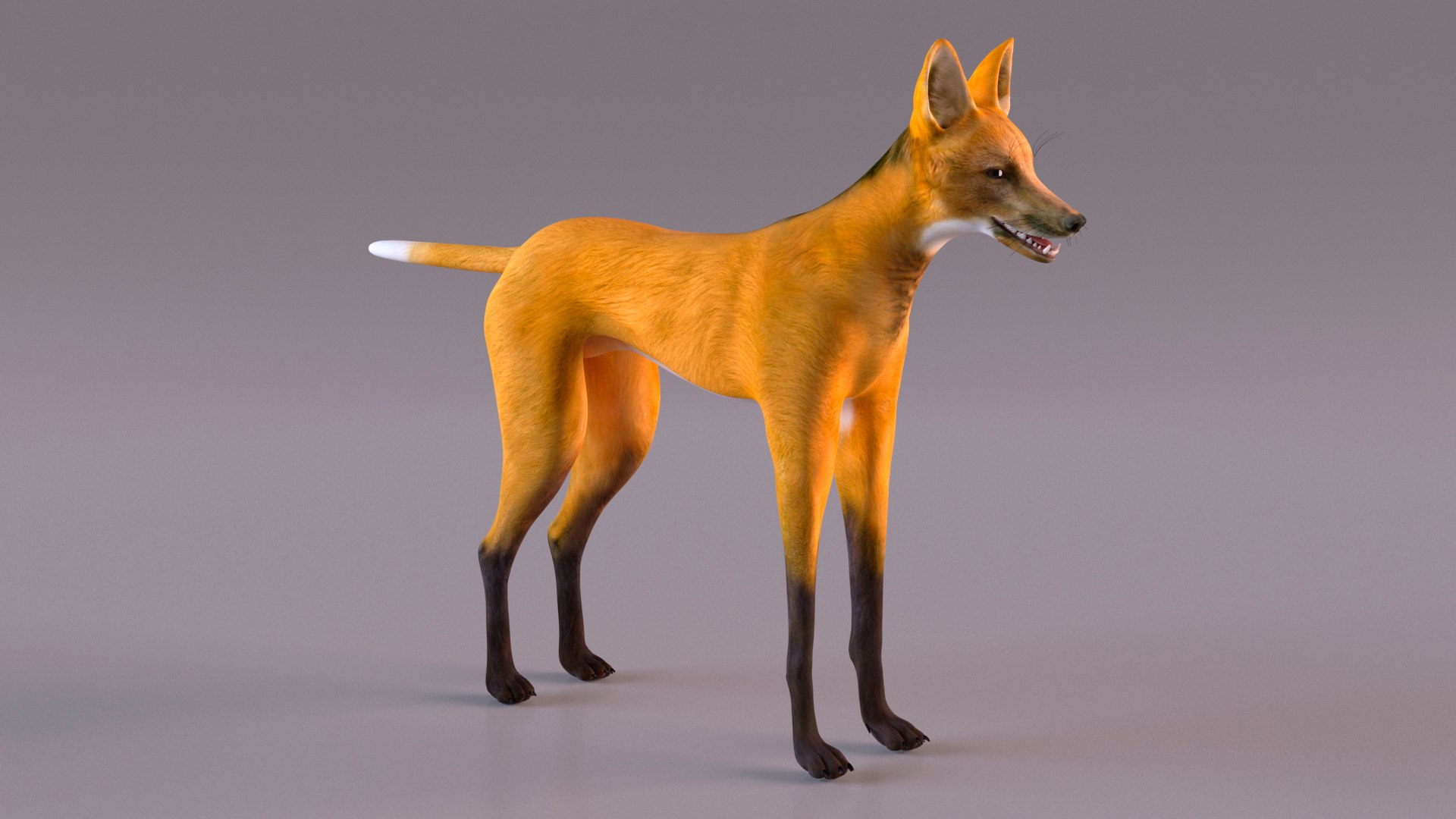 3D Chrysocyon Rigged for Maya https://p.turbosquid.com/ts-thumb/vS/2ejnOH/L1/chrysocyonriggedformayac4dmodel014/jpg/1714177405/1920x1080/fit_q87/a5aed3a6fe5f4597106d6678b94ce5a89bd7c3ff/chrysocyonriggedformayac4dmodel014.jpg