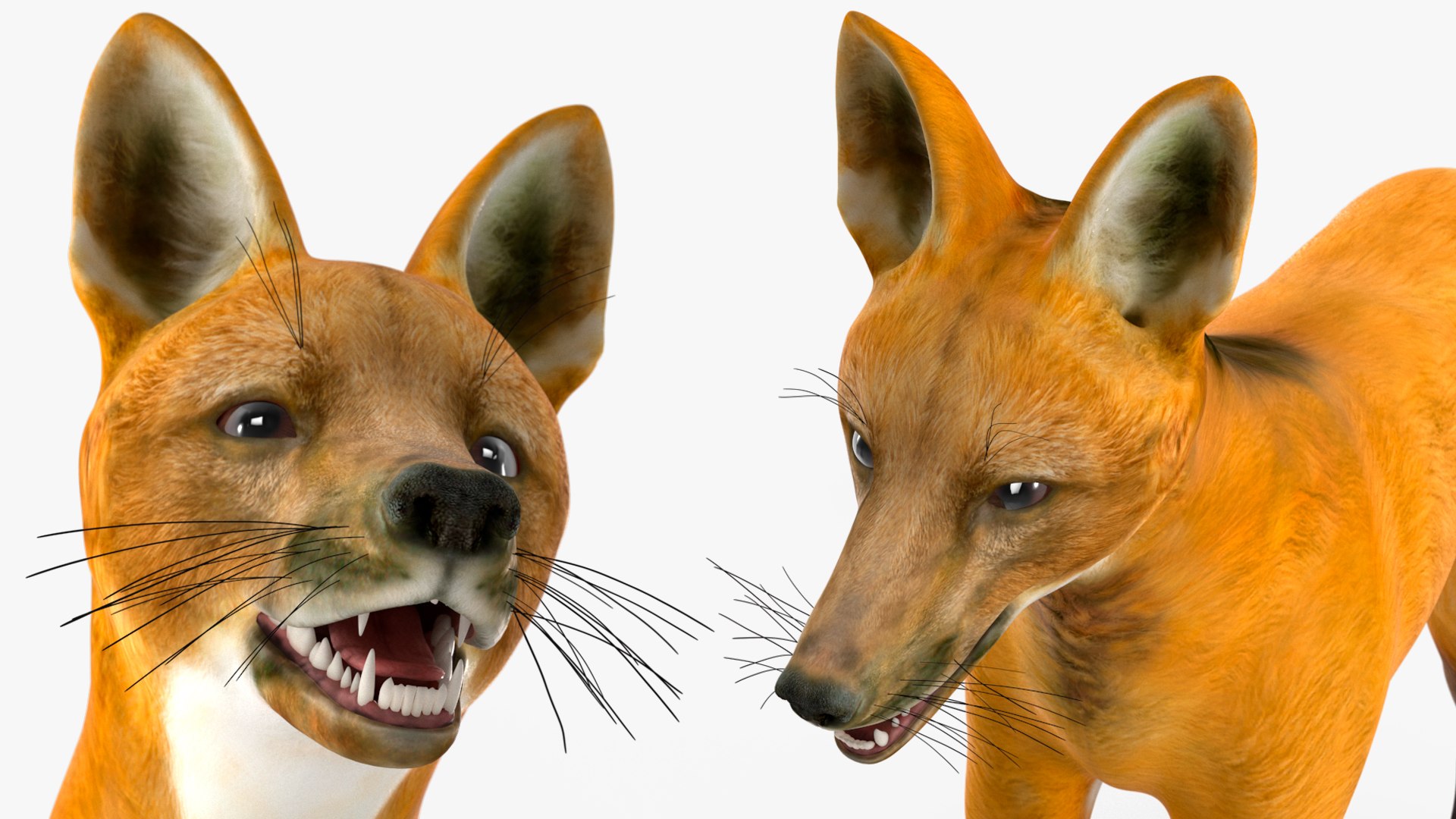 3D Chrysocyon Rigged for Maya https://p.turbosquid.com/ts-thumb/vS/2ejnOH/TR/chrysocyonriggedformayac4dmodel038/jpg/1714177530/1920x1080/fit_q87/00c0525466ae4b303a2fa86077094e57786f0ee8/chrysocyonriggedformayac4dmodel038.jpg