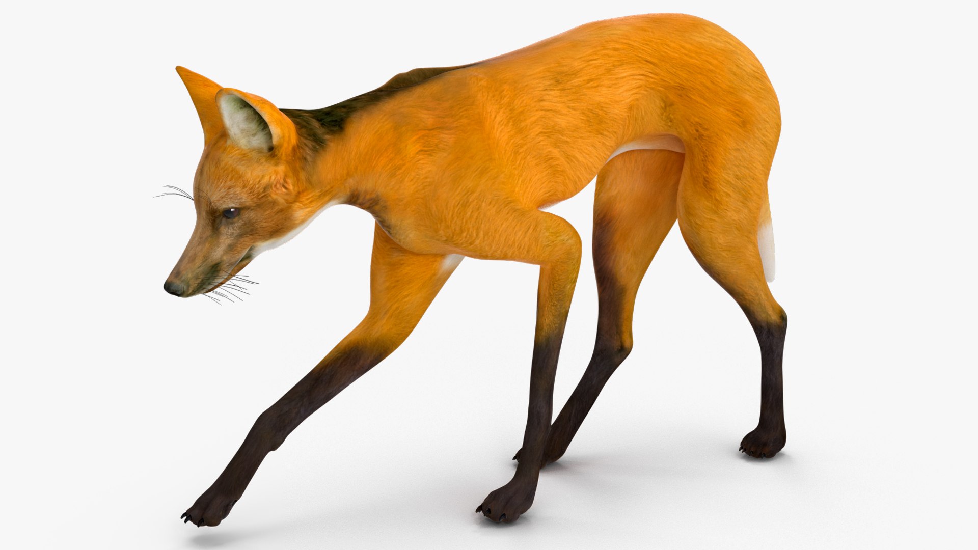 3D Chrysocyon Rigged for Maya https://p.turbosquid.com/ts-thumb/vS/2ejnOH/XG/chrysocyonriggedformayac4dmodel019/jpg/1714177430/1920x1080/fit_q87/a770f17d9bd4c263b878b3a231d82061903efac5/chrysocyonriggedformayac4dmodel019.jpg