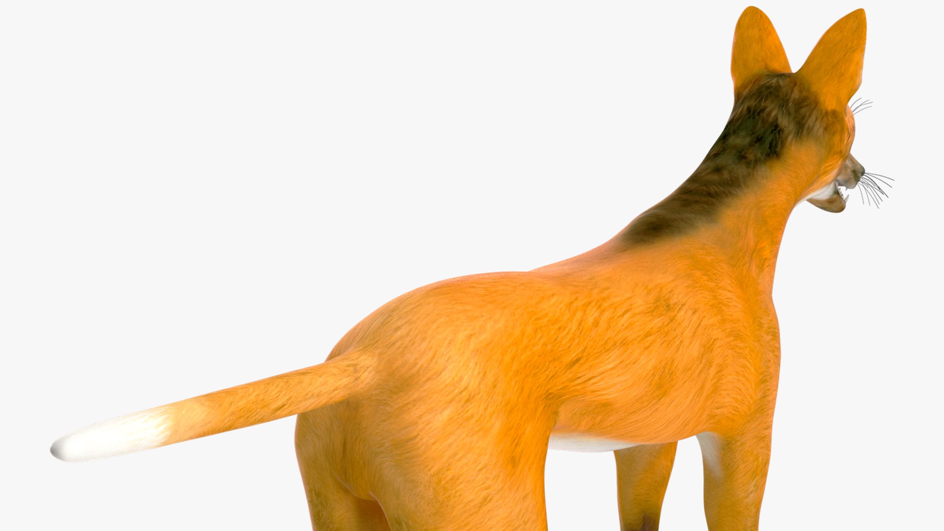 3D Chrysocyon Rigged for Maya https://p.turbosquid.com/ts-thumb/vS/2ejnOH/dR/chrysocyonriggedformayac4dmodel032/jpg/1714177499/1920x1080/fit_q87/94bc8a4f1dde4208f41bd3c8b6e0ee7d3f3819d8/chrysocyonriggedformayac4dmodel032.jpg