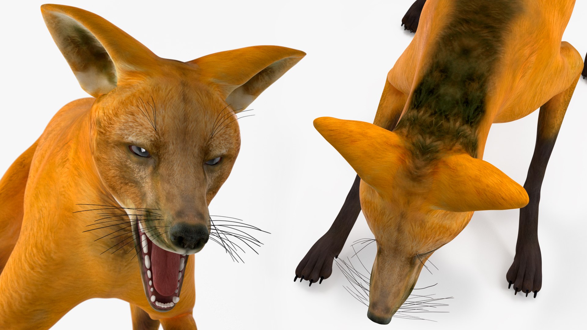 3D Chrysocyon Rigged for Maya https://p.turbosquid.com/ts-thumb/vS/2ejnOH/e3/chrysocyonriggedformayac4dmodel039/jpg/1714177535/1920x1080/fit_q87/e03db828f57d94618ac8e79ce94d3e0d50aba10c/chrysocyonriggedformayac4dmodel039.jpg