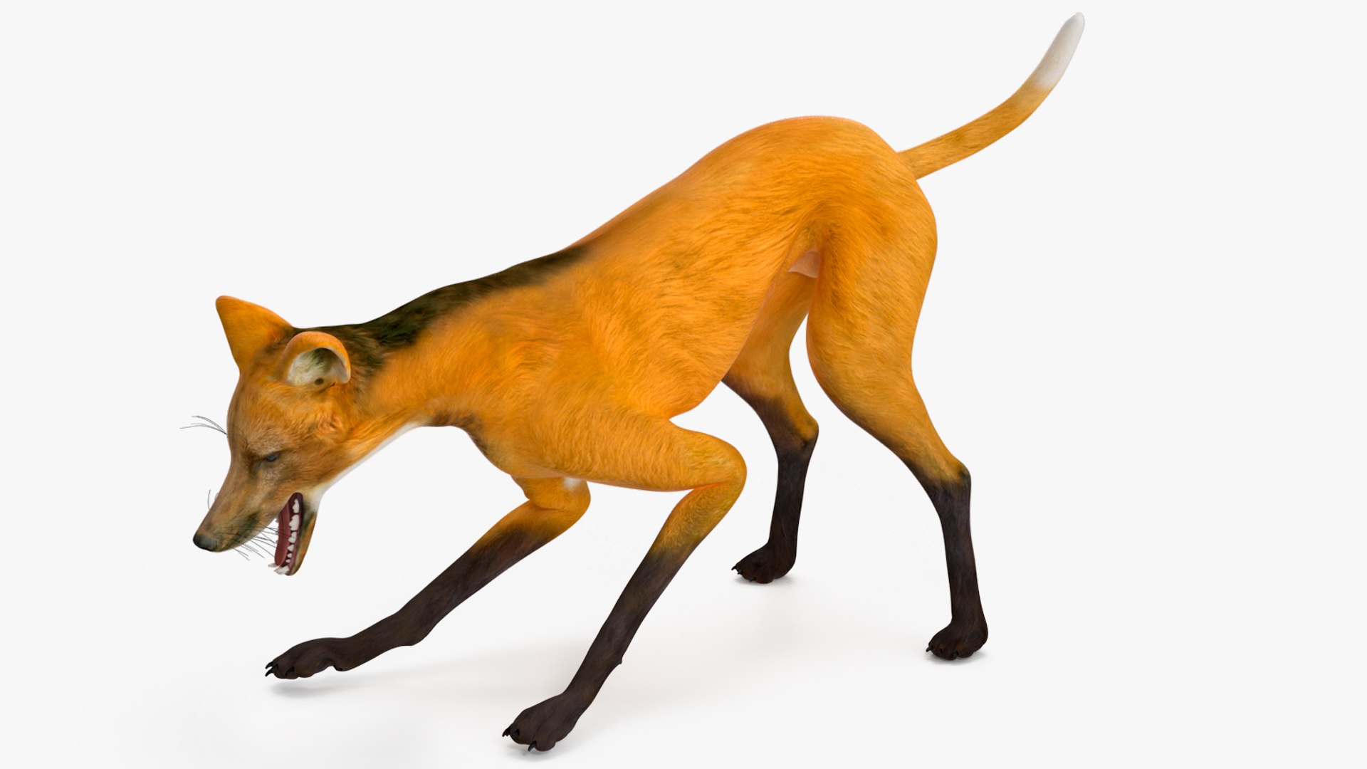3D Chrysocyon Rigged for Maya https://p.turbosquid.com/ts-thumb/vS/2ejnOH/re/chrysocyonriggedformayac4dmodel020/jpg/1714177436/1920x1080/fit_q87/ea81daf9143c4b50595ccc9f6c730f948bf92346/chrysocyonriggedformayac4dmodel020.jpg