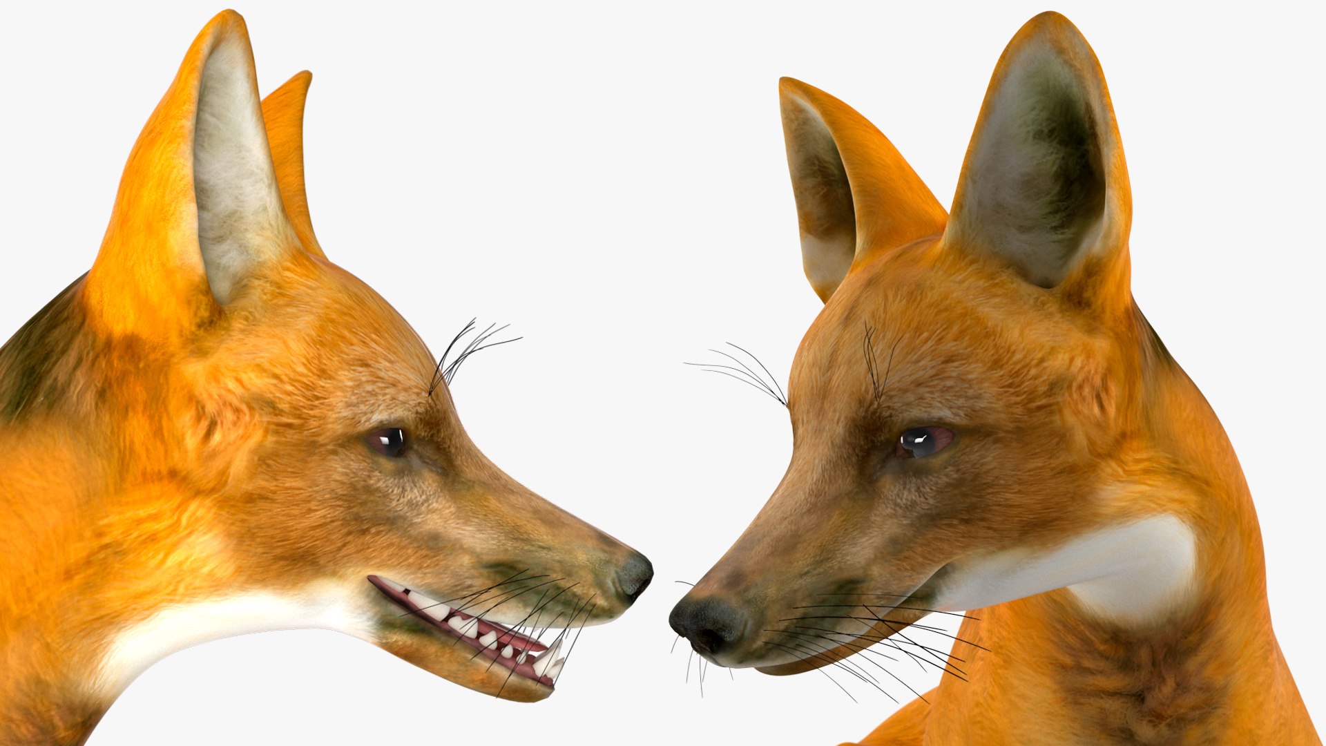 3D Chrysocyon Rigged for Maya https://p.turbosquid.com/ts-thumb/vS/2ejnOH/s1/chrysocyonriggedformayac4dmodel037/jpg/1714177525/1920x1080/fit_q87/276e0d1c9caec0272d97e4d87b160a073b3faf38/chrysocyonriggedformayac4dmodel037.jpg