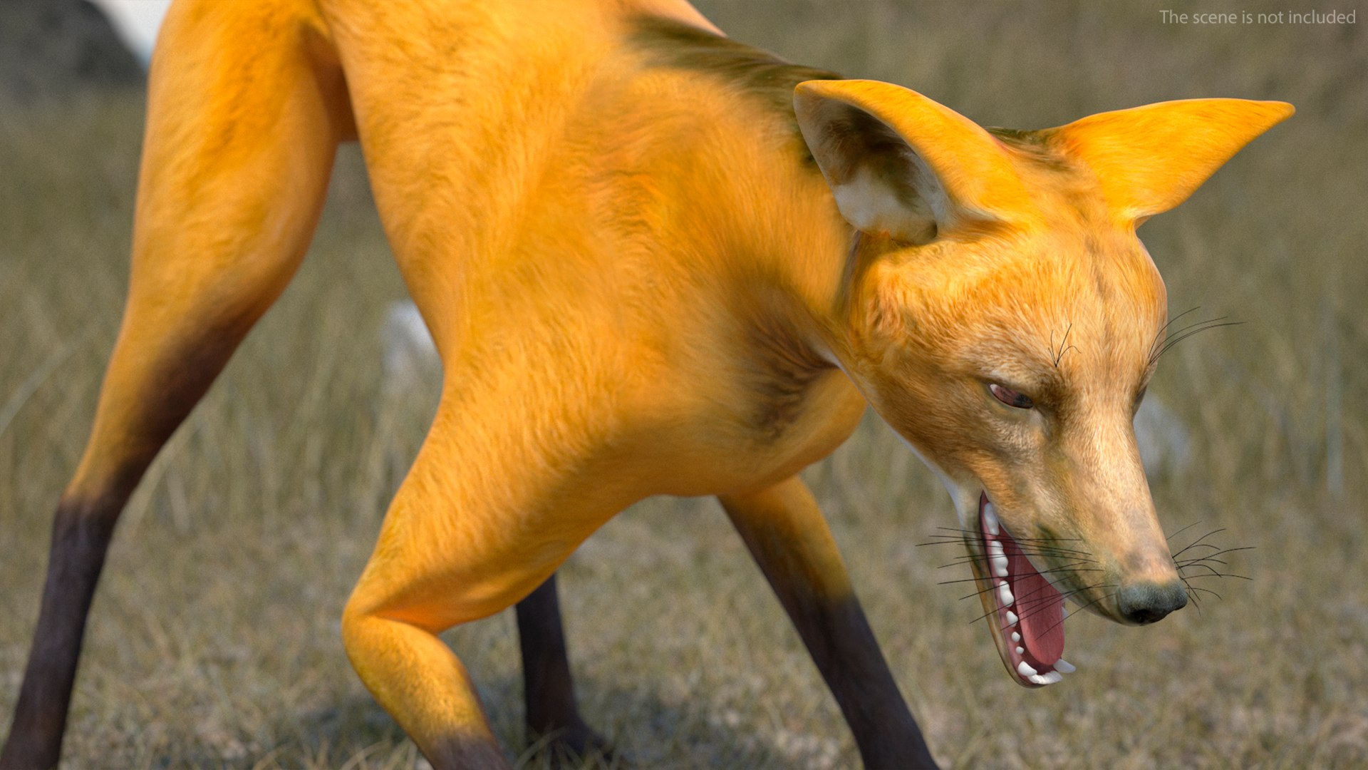 3D Chrysocyon Rigged for Maya https://p.turbosquid.com/ts-thumb/vS/2ejnOH/v8/chrysocyonriggedformayac4dmodel013/jpg/1714177399/1920x1080/fit_q87/2a4630340ad5f93b98d84a2565b25d23a28cd4d7/chrysocyonriggedformayac4dmodel013.jpg
