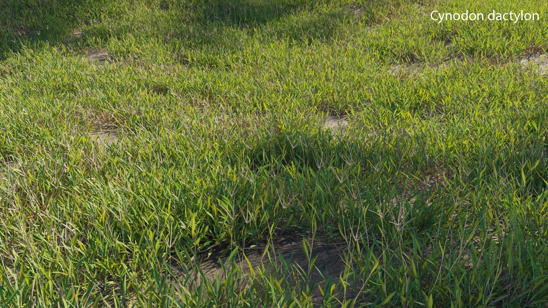 3D Cynodon dactylon - GrowFX https://p.turbosquid.com/ts-thumb/vS/GYxF5t/ls/3dtree_cynodondactylon_set_01_02/jpg/1650010141/1920x1080/fit_q87/039ccbf6e9992673e4853d9d6024610439e6ad53/3dtree_cynodondactylon_set_01_02.jpg