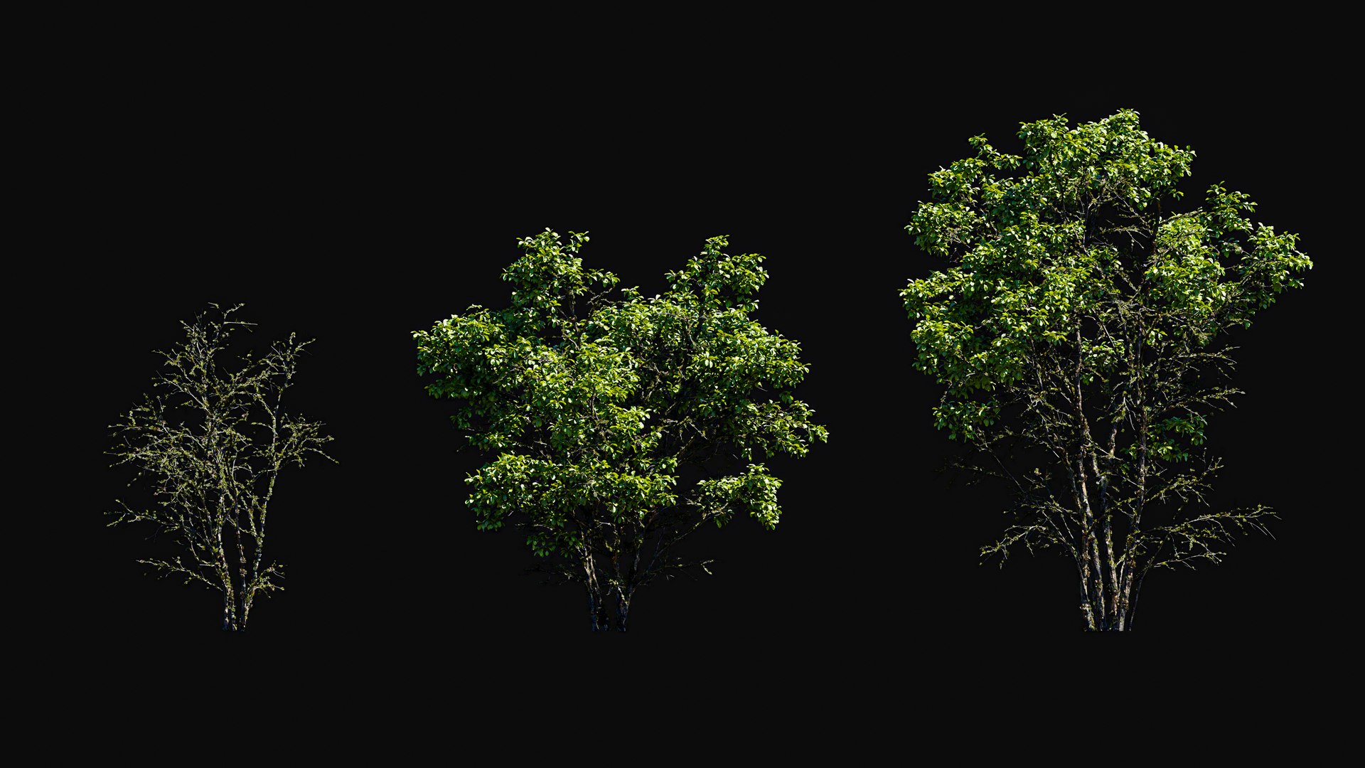 3D model Huge All In One Tree Set Pack https://p.turbosquid.com/ts-thumb/vS/JE1IHc/4K/foresttreemodels20/jpg/1744566160/1920x1080/fit_q87/43e7bc7e11c7b8d4d3981b3cf433846d1e27b7f6/foresttreemodels20.jpg