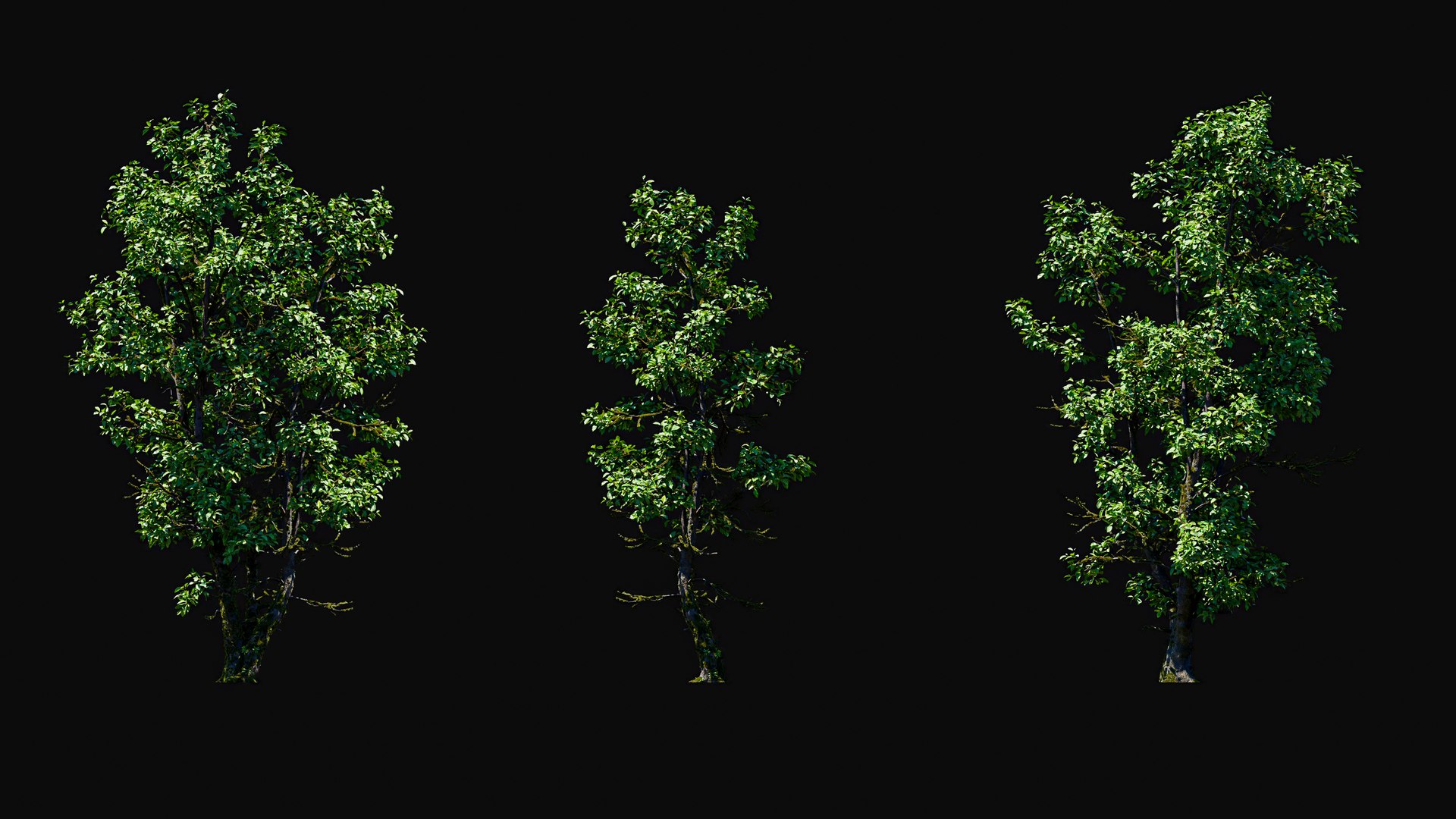 3D model Huge All In One Tree Set Pack https://p.turbosquid.com/ts-thumb/vS/JE1IHc/fk/foresttreemodels5/jpg/1744566167/1920x1080/fit_q87/6c9896ebd194c25096c3d311b6dbf216754d430f/foresttreemodels5.jpg