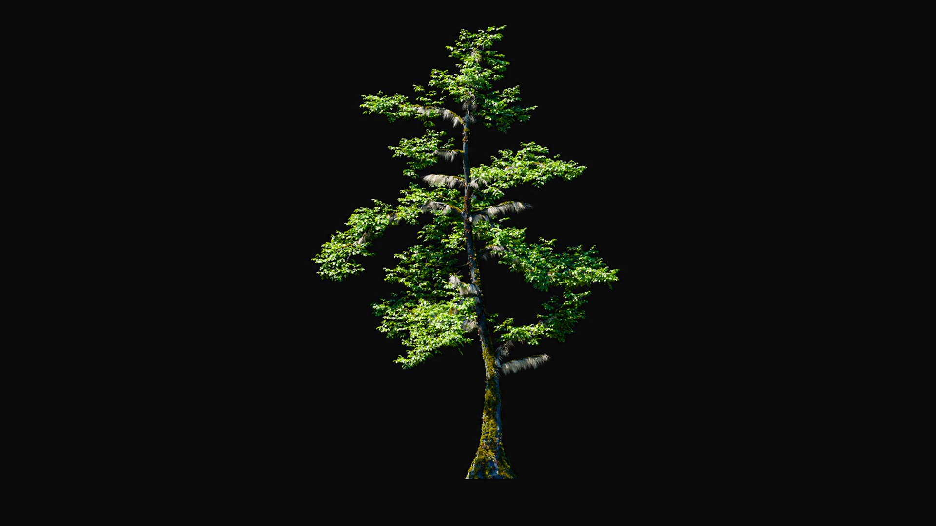 3D model Huge All In One Tree Set Pack https://p.turbosquid.com/ts-thumb/vS/JE1IHc/wn/foresttreemodels29/jpg/1744566193/1920x1080/fit_q87/43a5dc98c0cc2baf6fd8b4adec614a8e503a61ab/foresttreemodels29.jpg
