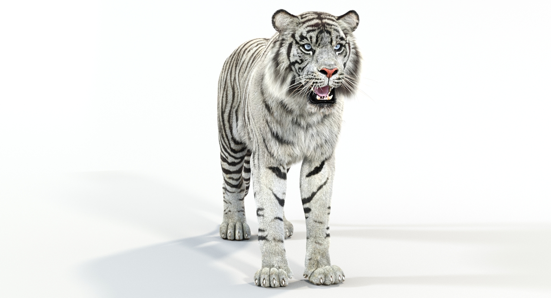 Tiger white natural animations 3D model - TurboSquid 1328180
