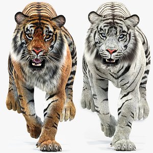 tiger white natural animations 3D model