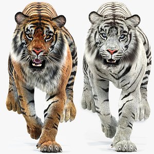 Animated Tiger White and Natural