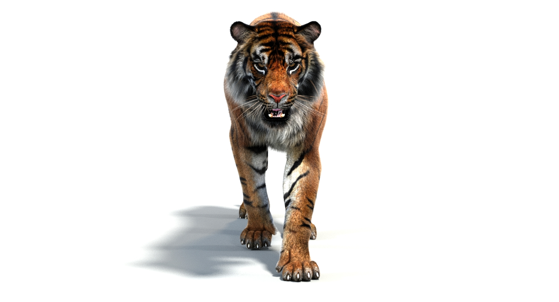 Tiger White Natural Animations 3D Model - TurboSquid 1328180