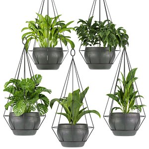 Collection plant vol 312 - Indoor - ampelous - hanging - blender - 3dmax - cinema 4d 3D