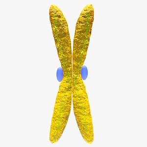 3D Telomeres chromosomes