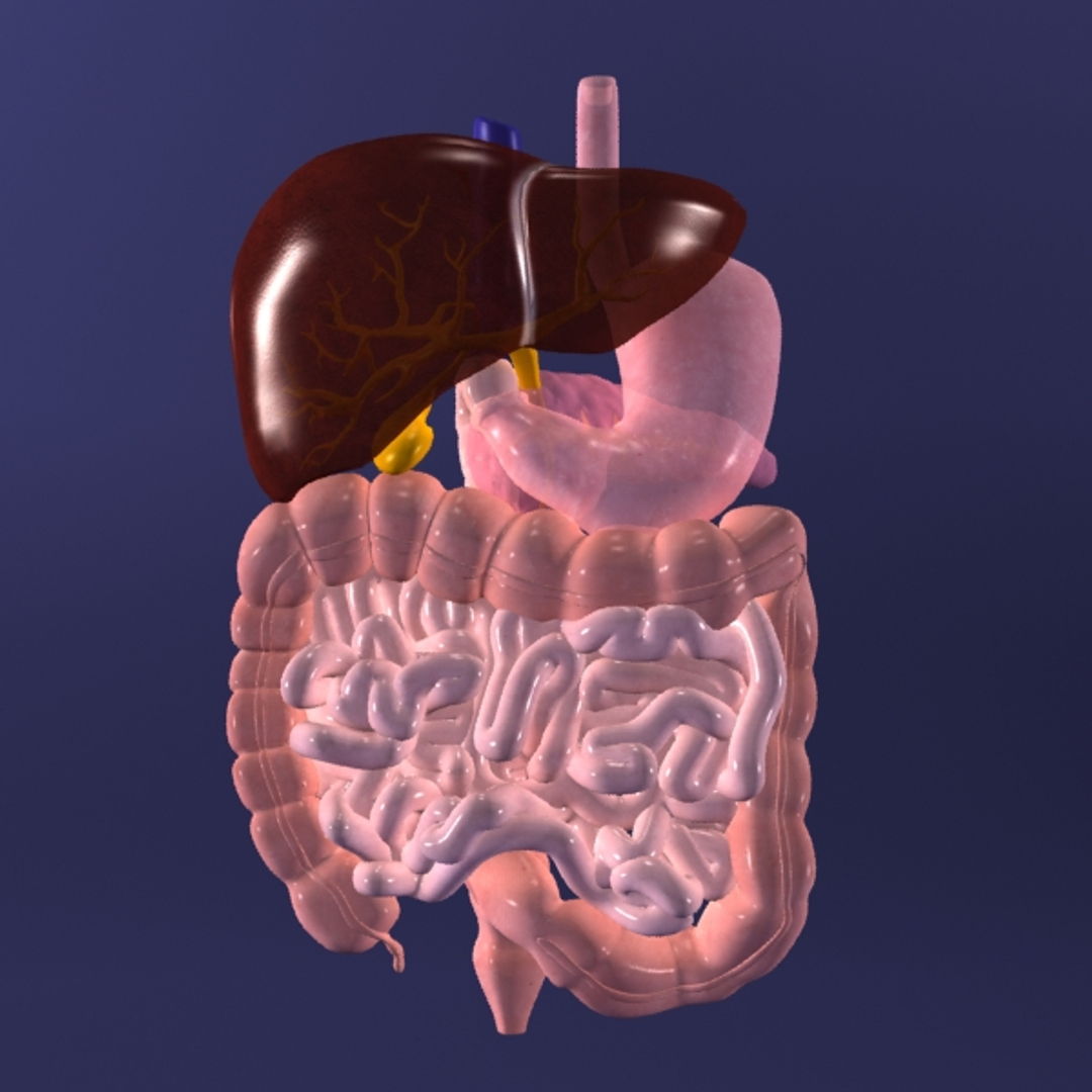 Digestive X-ray 3d Max