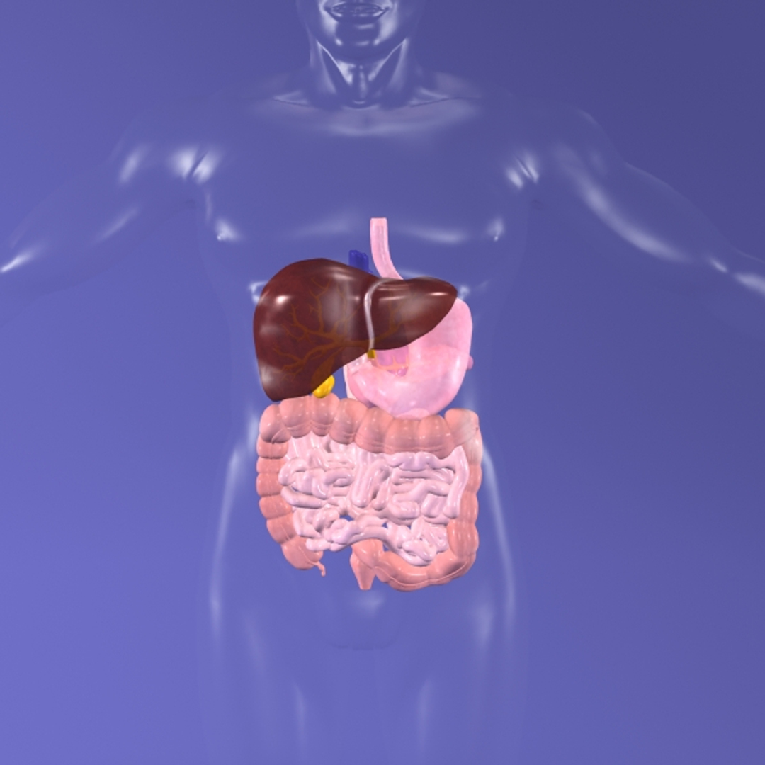 Digestive X-ray 3d Max