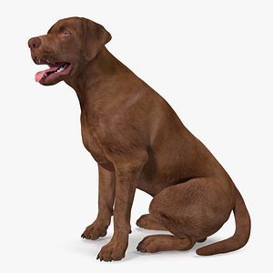 Labrador Dog Brown Sitting 3D model