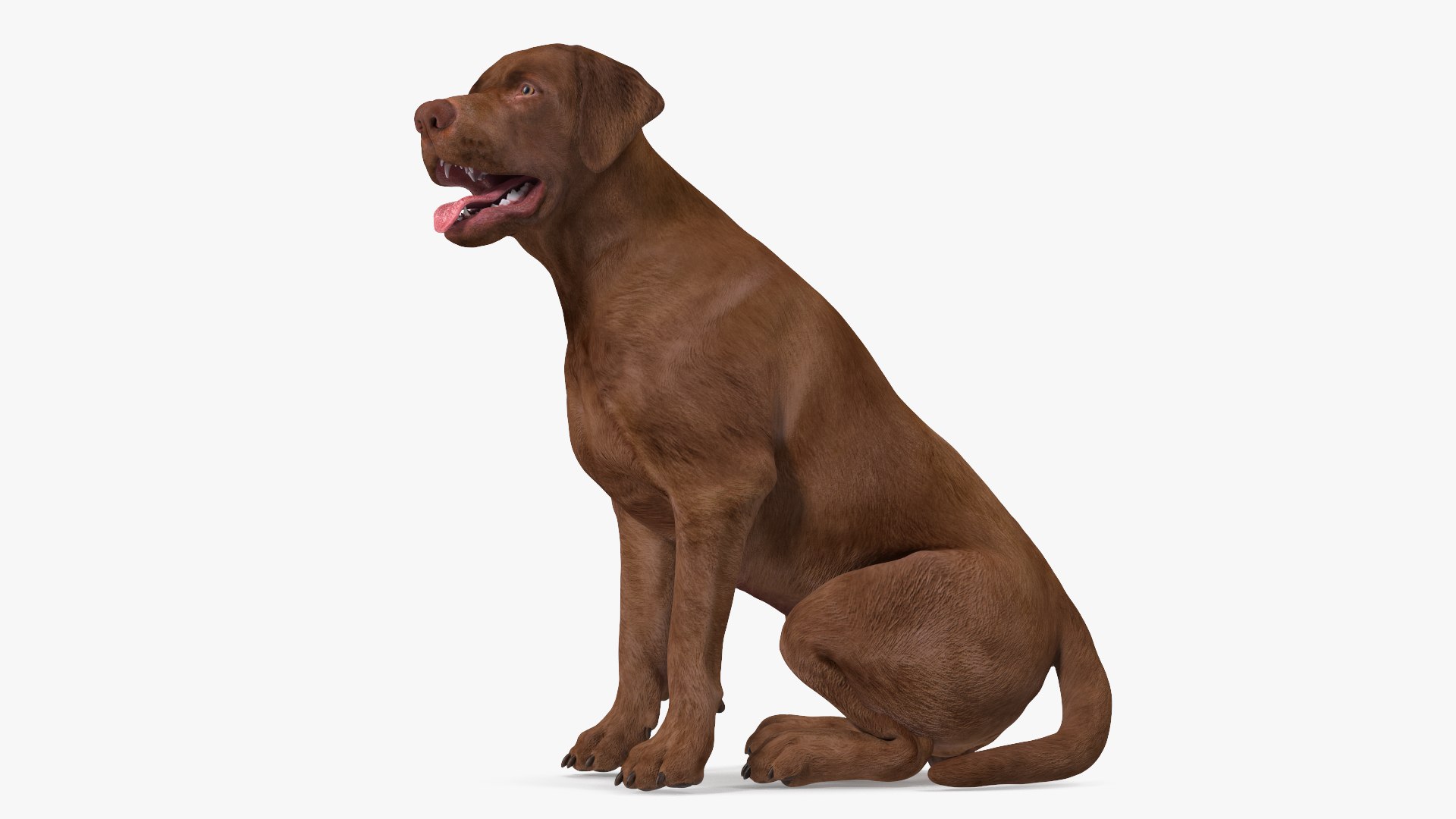 Older Woman with Guide Dog Collection 3D model preview