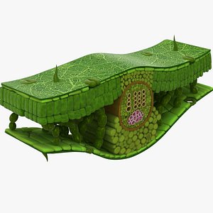 3D Dicot leaf Cross section structure model